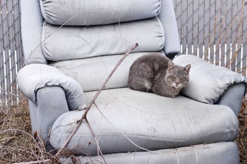 Increase Your Junk Removal Business with an AI Driven, Targeted Website